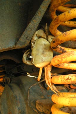 Crab on springs of Land Rover
