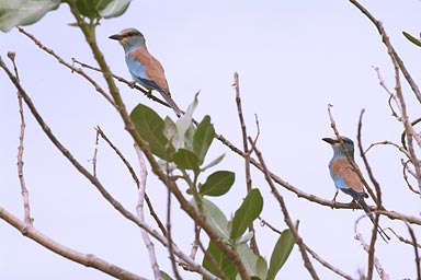 Tropical birds