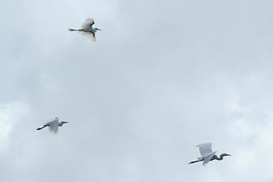 3 Pelicans flying