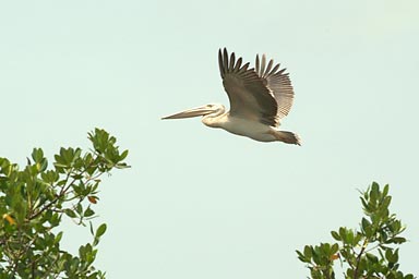  Pelican flying