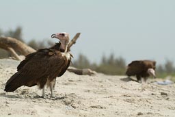 Vultures, beach, Casamance.