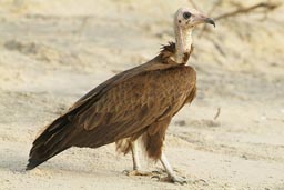 Vultures on the beach.