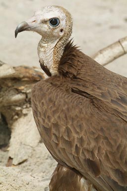 Vultures on the beach near Djembering, southern Senegal, Casamance.