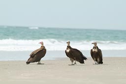 three Vultures against ocean, Casamance.