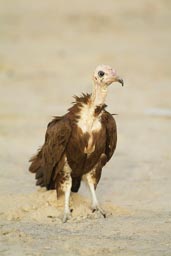 Vulture bird close
