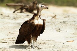 Casamance ane bird of prey.