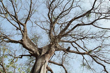 Fromager, Silk Cotton Tree, Kapok, near Elinkine, southern Senegal, Casamance.