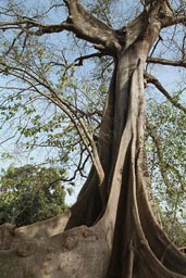 huge Fromager, Casamance.