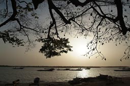 Fromager, Silk Cotton Tree, against sunset, southern Senegal, Casamance.
