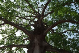 enormouse Silk Cotton Tree.