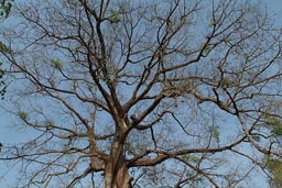 Kapok, Casamance.