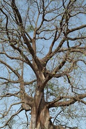 Silk Cotton Tree the English word for these monster trees.