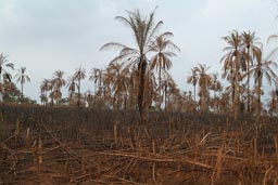 Fire cleared jungle, burnt palm trees, for rice plantations, in response to world food crisis, Sierra Leone.
