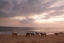Dogs on Lumley beach, Aberdeen, Freetown, Sierra Leone, sunset.
