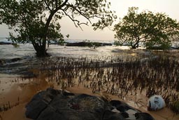 Beach in Kent, Sierra Leone, dead fish, sunset and trees.