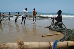 Fishermen pull their net in on Lumley beach, Aberdeen, Freetown, Sierra Leone.