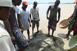 Fishermen and their catch, beach Freetown, Sierra Leone.