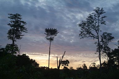 Morning, Sunrise behind tropical trees, village of ITI, Liberia.