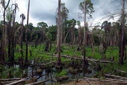 New rice plantation, fire cleared jungle, in response to world food crisis, near Zwedru Liberia.