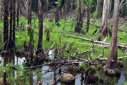 Newly planted rice field, in fire cleared jungle, burnt palm tree stubs, in response to world food crisis, Liberia.