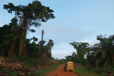 Huge tropical trees, dirt track, 6 wheeled Land Rover Defender in twilight.