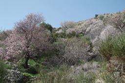 Spring, Mount Hermon.