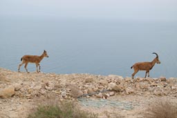 Wild goats Dead Sea, Israel.