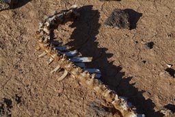 Desert tail back bones of sheep.