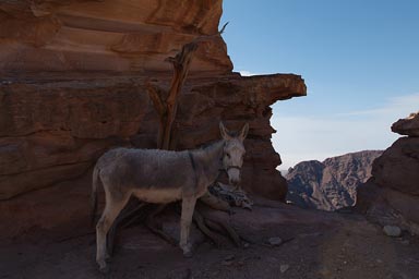 Donkey, Petra, Jordan.