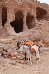 Petra, Jordan, donkeys.