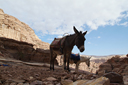 Petra, donkeys, desert mountains, Jordan