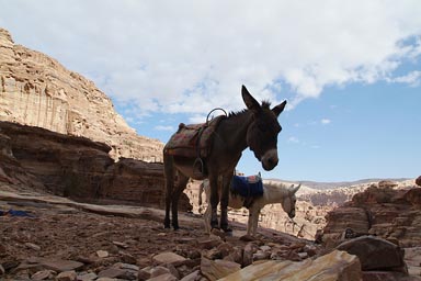 Donkeys and desert mountains Petra, Jordan.