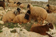Sheep, Lost cities. Syria.