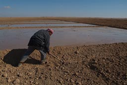 Desert, fields, water flows through ditches. Syria.