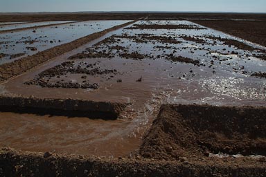 Irrigating the desert, Syria.