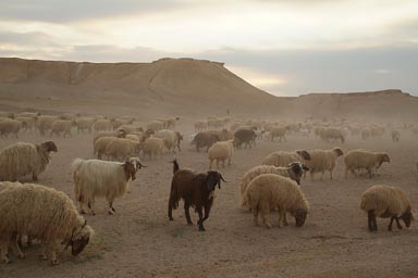 Sheep in Syrian desert.