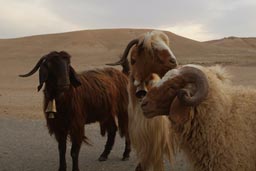 Goats and sheep. Desert.