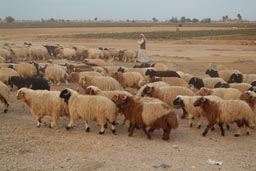 Sheep and shepherd, Syria.