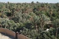 Palmerie Palmyra, Tadmur. Palmerie Palmyra, Tadmur.