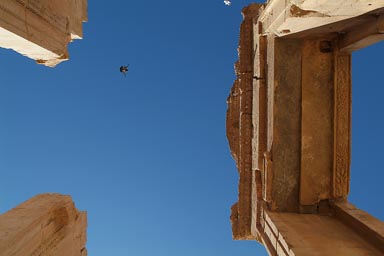 Pigeons and sky, top of columns, Temple of Bel, Palmyra.