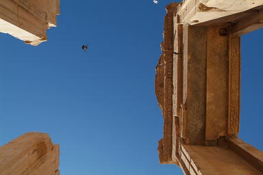 Pigeons and sky, top of columns, Temple of Bel, Palmyra. Pigeons and sky, top of columns, Temple of Bel, Palmyra.