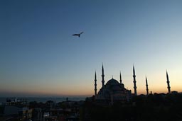 Blue dusk over Blue Mosque, Istanbul. Seagull.