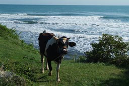 Cow on Jason's Cape, Turkey, Black Sea.