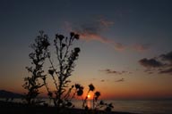 Thistle, Black Sea Coast, Sunset and Sea.