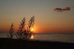 Weeds dangling in sunset, Black Sea coast.