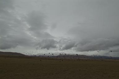 Birds and snow, my Anatolian winter.