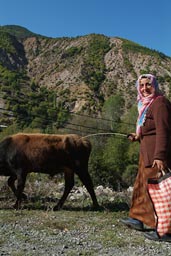 Old woman herding cattle, street Camlikaya, Coruh, Turkey.