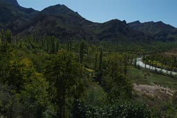 Green trees Coruh, Turkey.