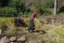 Unveiled women, bring hay in, Coruh valley, Turkey.