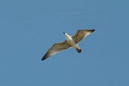 Gull, lake Cildir.